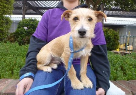 Adopt Artie a Tan/Yellow/Fawn - with White Terrier (Unknown Type