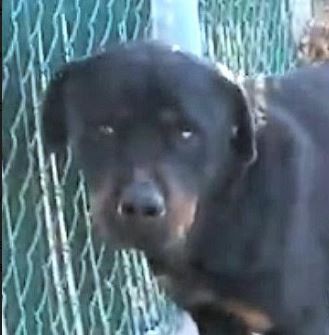 Adopt PATTY a Black - with Tan, Yellow or Fawn Rottweiler / Mixed dog in Red