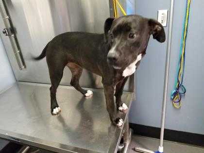 Adopt Tesla a Black American Pit Bull Terrier / Mixed dog in Jacksonville