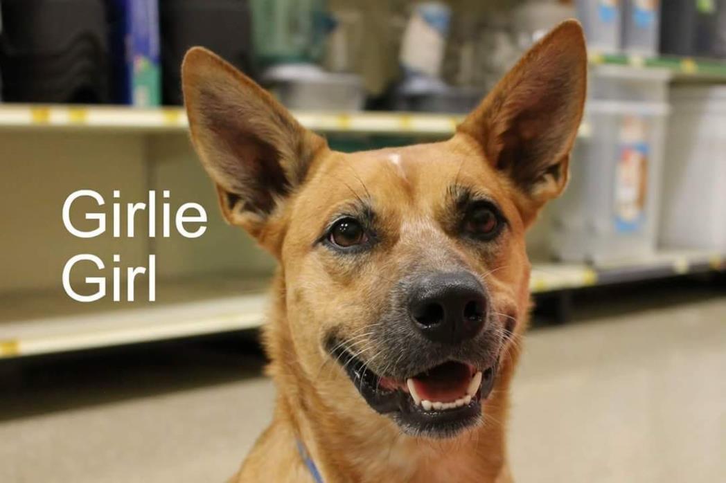 Adopt Girlie a Cattle Dog