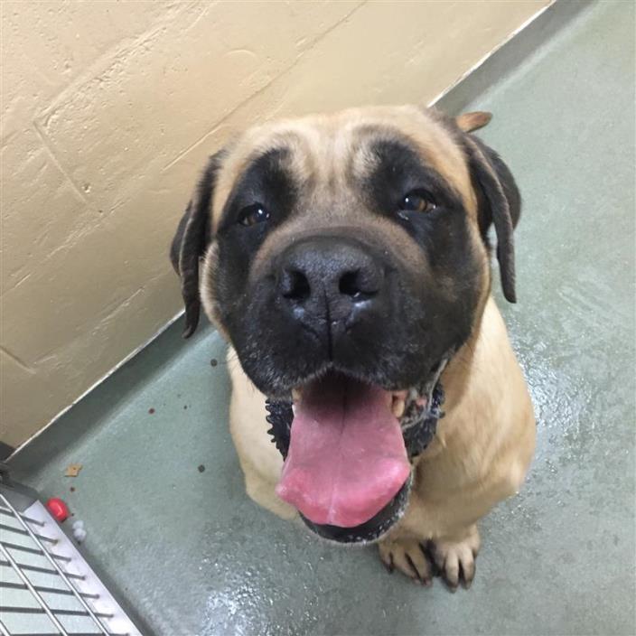 Adopt PENNY a Brown/Chocolate Mastiff / Mixed dog in Boston, MA (24650040)