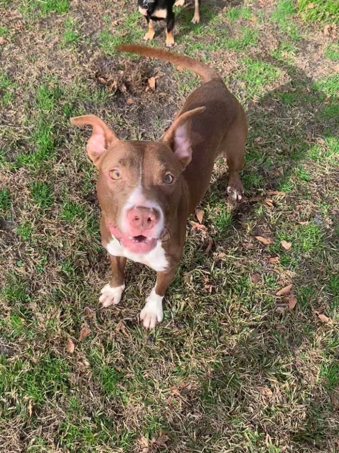 Adopt Hershey a Pit Bull Terrier