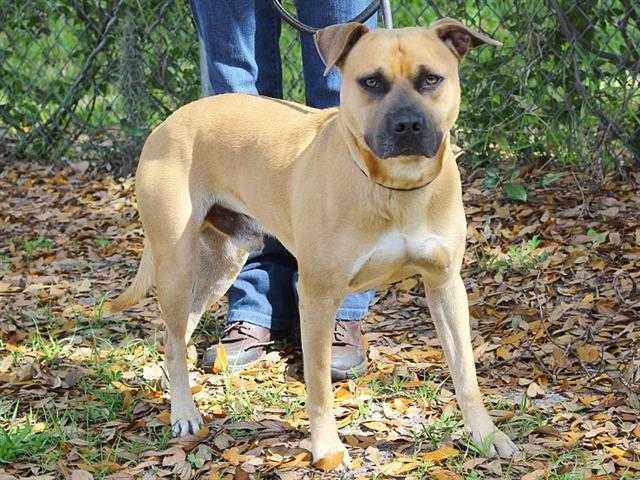 Adopt VENTURA a Tan/Yellow/Fawn - with White American Pit Bull Terrier / Mixed