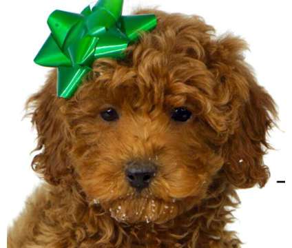 Goldendoodle Puppies (Mini and standard)