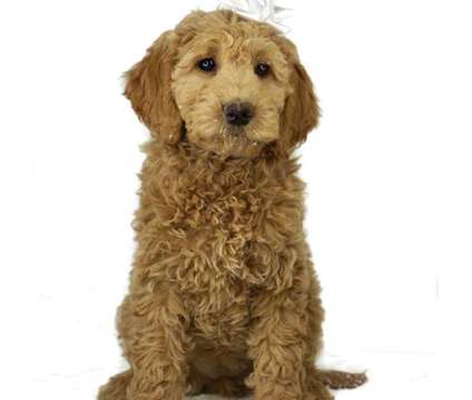 Goldendoodle Puppies (Mini and standard)