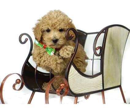 Goldendoodle Puppies (Mini and standard)