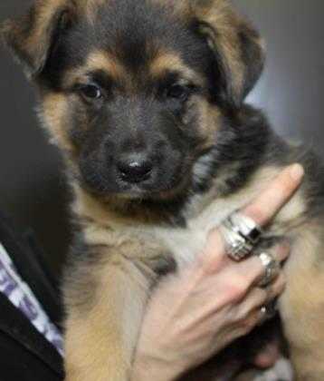 Adopt Duke a Black German Shepherd Dog / Border Collie / Mixed dog in Bowling