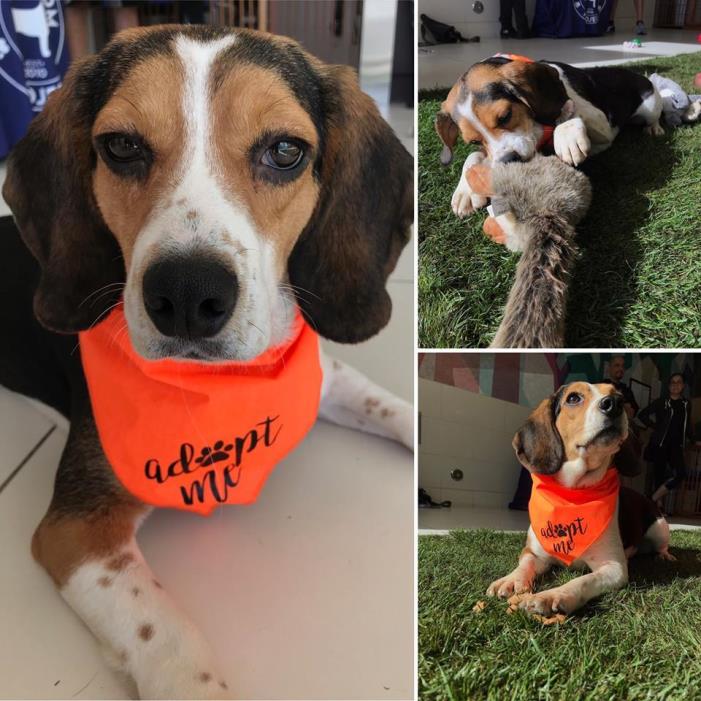 Adopt Millie a Beagle