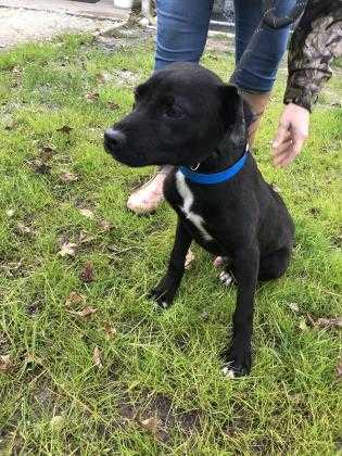 Adopt Buster a Black Labrador Retriever / Mixed dog in Georgetown, SC (24166379)