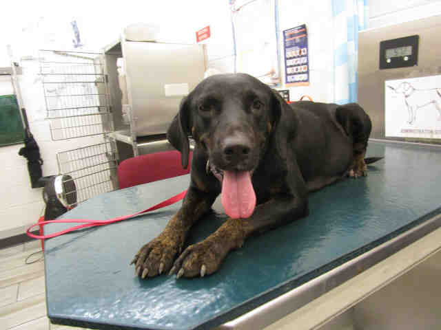 Adopt PEGGY a Black Labrador Retriever / Mixed dog in Mobile, AL (24651659)