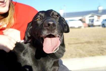 Adopt Bella a Black Labrador Retriever / Mixed dog in Carroll, IA (20506027)