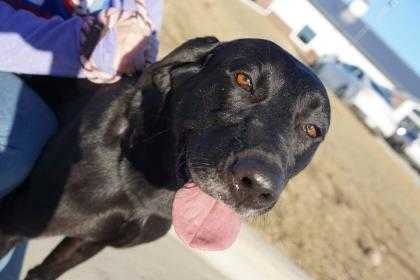 Adopt Beauty a Black Labrador Retriever / Mixed dog in Carroll, IA (20506026)