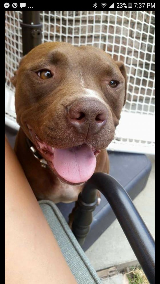 Adopt Cooper a Brown/Chocolate - with White American Pit Bull Terrier / Mixed