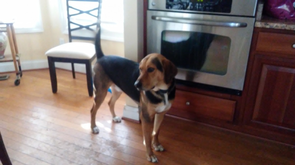 Adopt Otis a Black - with Brown, Red, Golden, Orange or Chestnut Beagle /