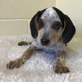 Adopt Sophie a White Bluetick Coonhound / Australian Cattle Dog / Mixed dog in