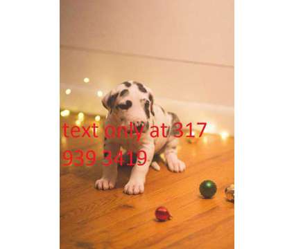 hgjgfjhg Greatdane puppies for sale