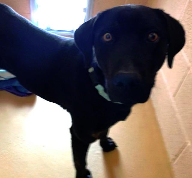 Adopt Hazel a Labrador Retriever / Mixed dog in Lander, WY (24836260)