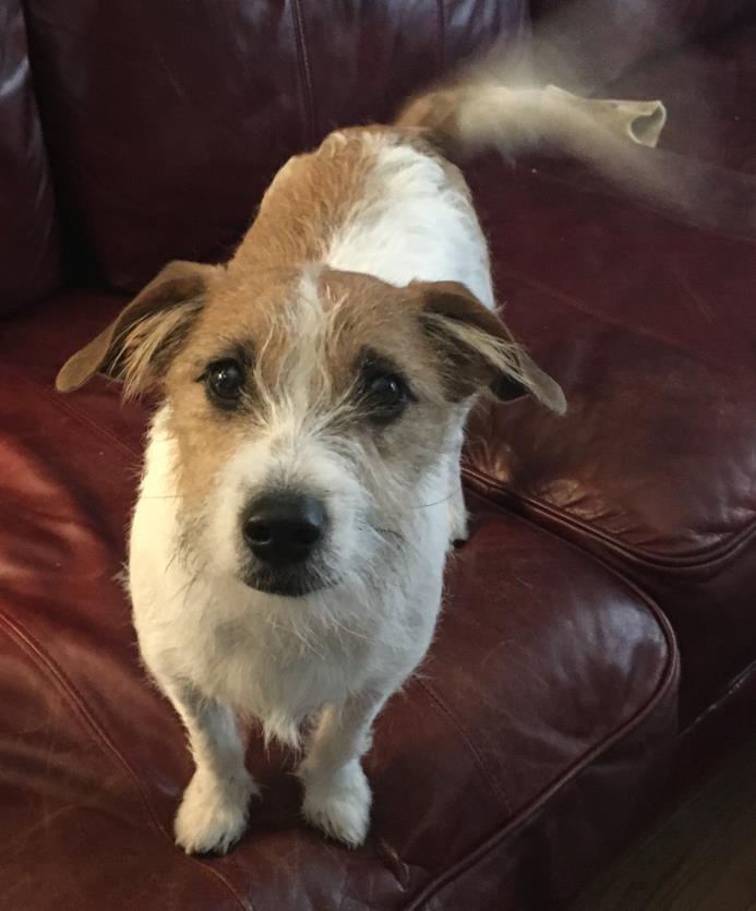 Adopt Allen a White - with Brown or Chocolate Jack Russell Terrier / Mixed dog