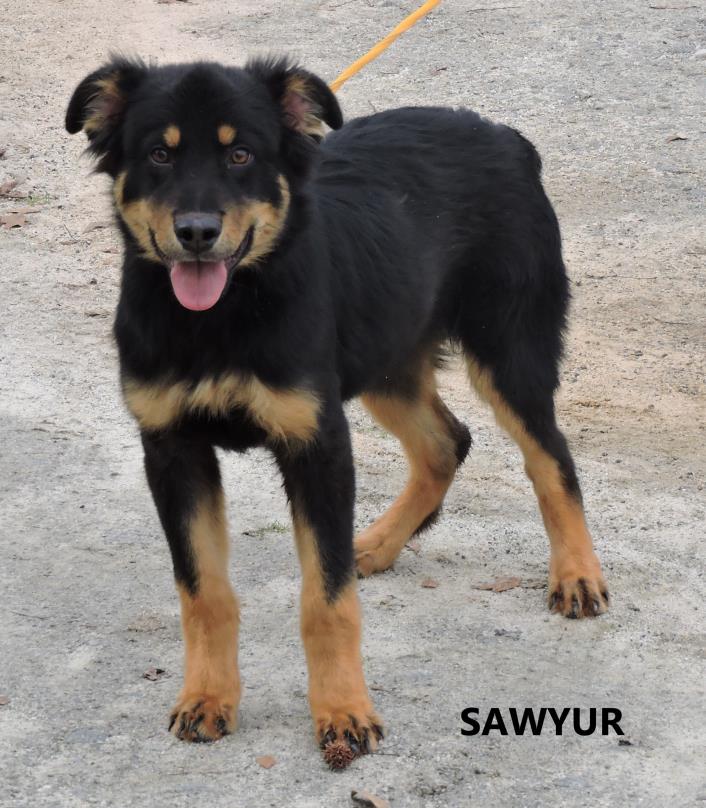 Adopt Sawyur a Black - with Tan, Yellow or Fawn Rottweiler / Shepherd (Unknown
