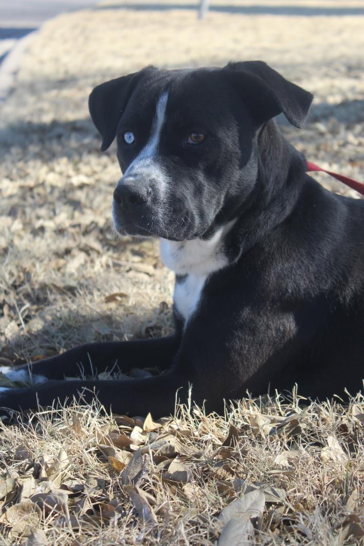 Adopt A 04 Sasha a Black - with White Boxer / Mixed dog in Odessa, TX (20506032)