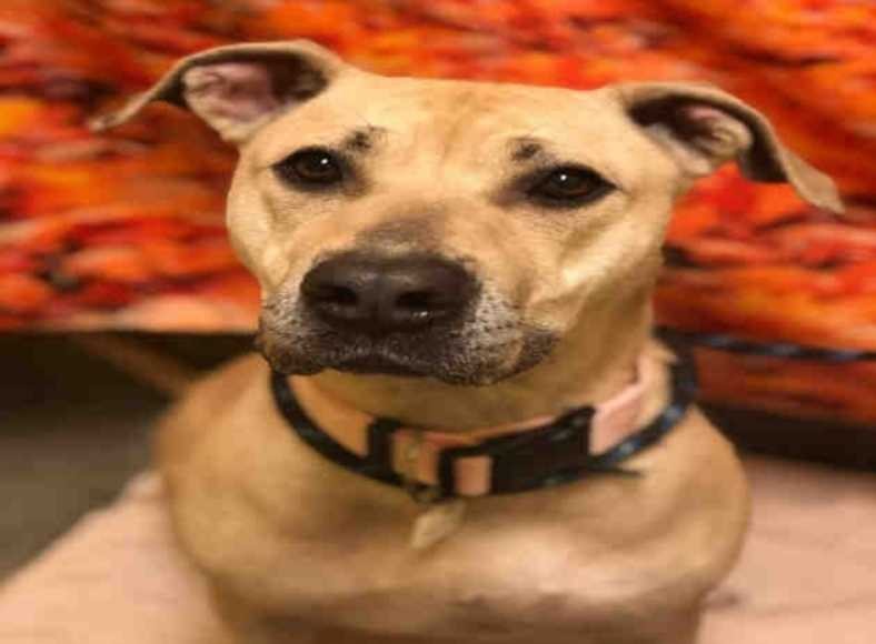 Adopt Josey a Tan/Yellow/Fawn Labrador Retriever / Mastiff dog in Greenbelt