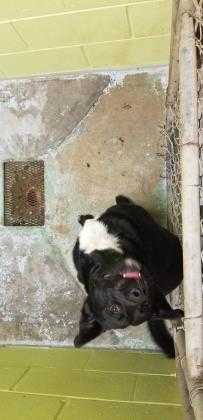 Adopt Nine a Black Mixed Breed (Medium) / Mixed dog in Andalusia, AL (24166847)