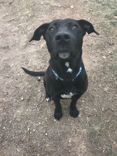 Adopt Gypsy a Black - with White Labrador Retriever / Mixed dog in Laramie