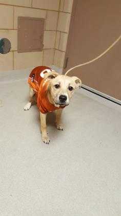 Adopt Ava a Tan/Yellow/Fawn Retriever (Unknown Type) / Mixed dog in Mesquite