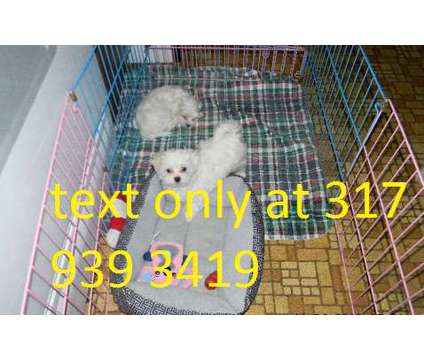 gfhjhgkjgkjh adorable maltese pups for sale