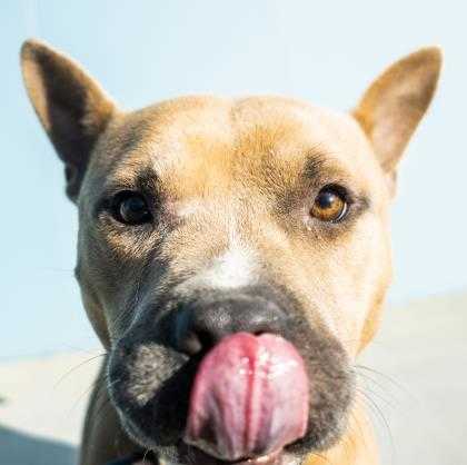 Adopt Zeus a Tan/Yellow/Fawn American Pit Bull Terrier / Mixed dog in New