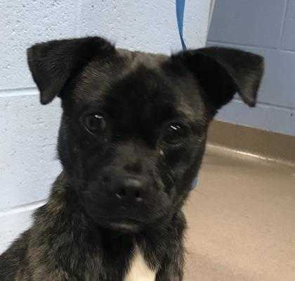 Adopt Lyndi a Brindle Mixed Breed (Small) / Mixed dog in Chamblee, GA (20515703)