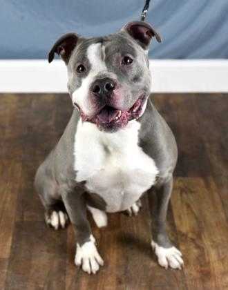 Adopt Hawkeye a Gray/Blue/Silver/Salt & Pepper Mixed Breed (Large) / Mixed dog