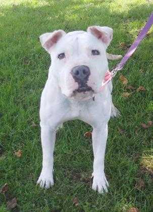 Adopt Lisa a White American Pit Bull Terrier / Mixed dog in Blackwood