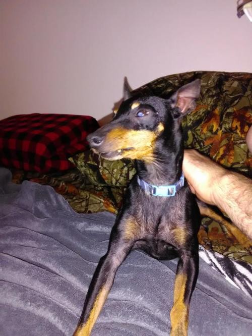 Adopt Lexi a Black - with Tan, Yellow or Fawn Manchester Terrier / Mixed dog in