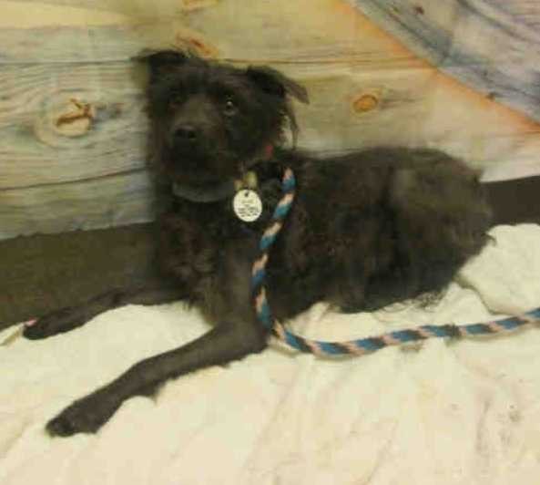 Adopt Ebonie a Black Terrier (Unknown Type, Small) dog in Greenbelt