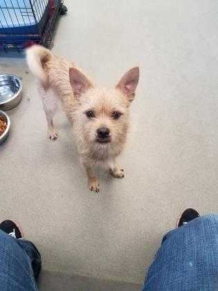 Adopt Toto a Tan/Yellow/Fawn Cairn Terrier / Mixed dog in Dothan, AL (20515576)