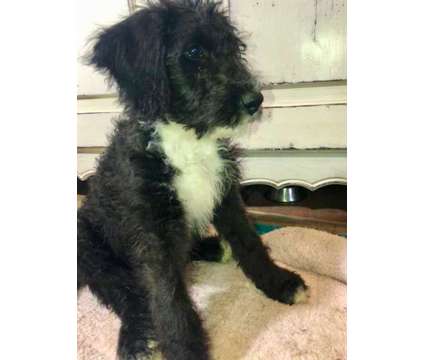 Male Sheepadoodle Puppy