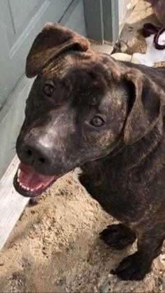 Adopt 40876241 a Brown/Chocolate American Pit Bull Terrier / Mixed dog in