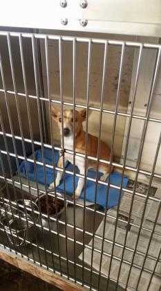 Adopt Canica a Red/Golden/Orange/Chestnut Terrier (Unknown Type