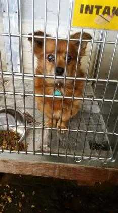 Adopt Oso a Brown/Chocolate Terrier (Unknown Type, Small) / Mixed dog in Fresno
