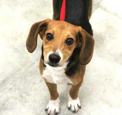 Adopt Duke a Tan/Yellow/Fawn Beagle / Mixed dog in Heath, OH (20515452)