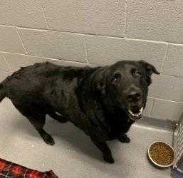 Adopt Pepper a Black Labrador Retriever / Mixed dog in Hilliard, OH (24680198)