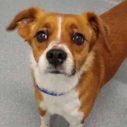 Adopt Prismo a Red/Golden/Orange/Chestnut Mixed Breed (Medium) / Mixed dog in