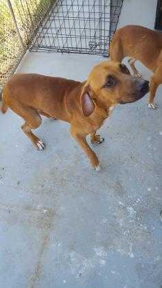 Adopt Jerry a Red/Golden/Orange/Chestnut Mixed Breed (Large) / Mixed dog in