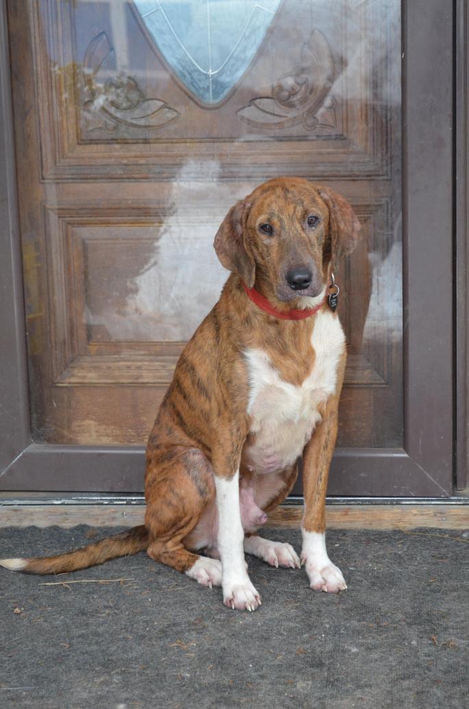 Adopt DiNozzo a Plott Hound