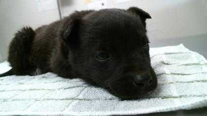 Adopt Marlene a Black Mixed Breed (Small) / Mixed dog in Farmington