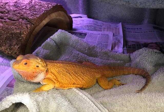 Adopt a Lizard / Mixed reptile, amphibian, and/or fish in Camarillo