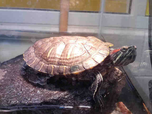 Adopt a Turtle - Water / Mixed reptile, amphibian, and/or fish in Upper