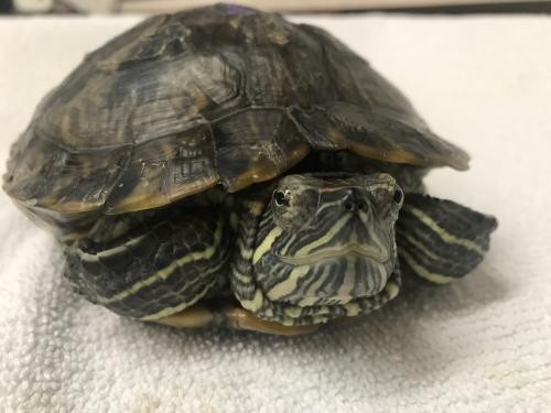 Adopt Goober a Turtle - Other reptile, amphibian, and/or fish in Burlingame