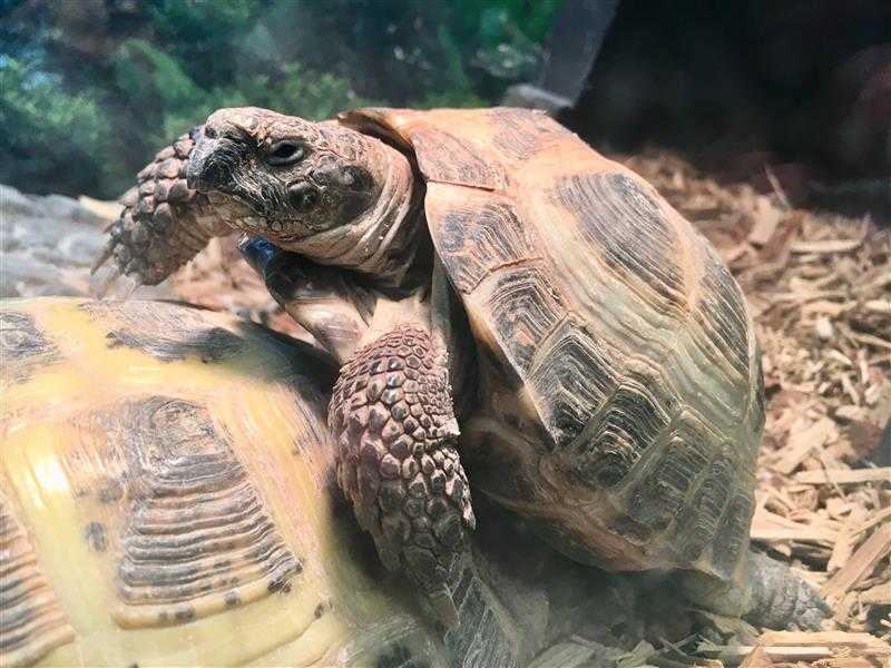 Adopt GRONK a Tortoise / Mixed reptile, amphibian, and/or fish in Boston
